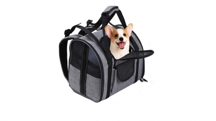 Paris to London With Dog